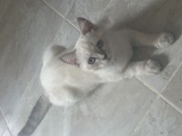 3 aylık british shorthair yavrular