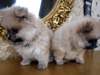 Pomeranian boo yavru 1 buçuk aylık