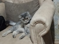 Scottish fold kedim