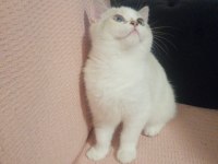 Yavru british shorthair kediler