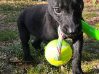 2 Aylık Saf Siyah Belçika Kurdu (Malinois)
