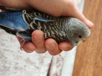 Hepsi yavru cins erkek muhabbet kuşları