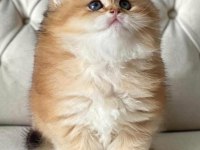 Show Kalite Soyu Belli British Longhair Golden Yavru