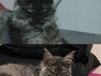 Çok acil 3 aylık uygun black smoke erkek Maine coon