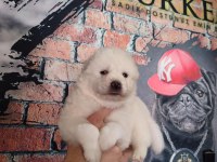 Samoyed bebekler için acele edin