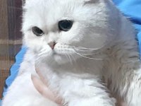 1.5 yaşında Scottish fold dişi