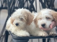 Terrier güzel yavrularımız