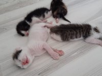Yavru kedilerimiz 4 Tane