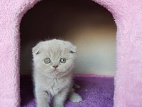 Ruhsatlı Resmi İşletmeden Taksit Avantajıyla Scottish Fold