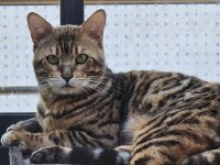 2 AYLIK BENGAL KEDİSİ YAVRULARI