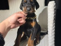 İri Doberman Erkek ve Dişi Yavrular