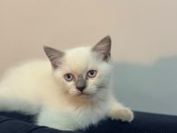 BRİTİSH BLUEPOİNT YAVRULARIMIZ SON 2 YAVRU