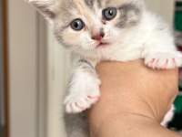 British shorthair bebeklerimize yeni yuva arıyoruz