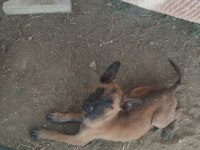 Safkan Belçika yavrular