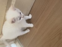 Çok tatlı british shorthair beyaz mavi gözlü