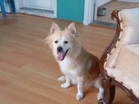 1 yaşında pomeranian yavru köpekler