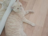 1,5 yaşında british shorthair ücretsiz