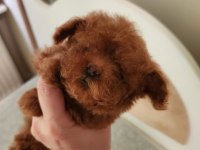 Kore tniy boy poodle bebekler