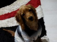 6 aylık ingiliz cocker