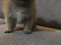 Pomeranian Boo Erkek Ve Dişi Yavrularımız