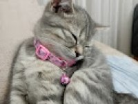 Güzel british shorthair kızıma yuva arıyorum
