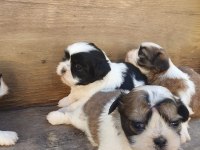 SHİH TZU KÖPEKLER