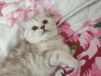 Üç aylık scottish fold ve british shorthair yavrular