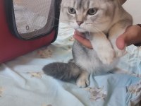 4 aylık kedim scottish fold