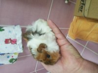 Ginepig Yavrular