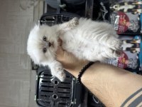 A kalite sağlıklı WC eğitimli scottish fold