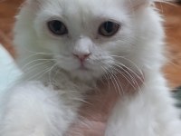 3 aylık dişi yavru