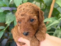 Ev Doğumlu Ailemizde Büyüyen Toy Poodle Yavrularım