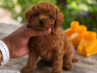 Kore Teacup Poodle Bebekler