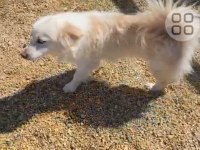 Acil yuva arıyorum köpeğimize