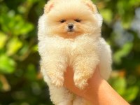 Irk ve Sağlık Garantili Orjinal Pomeranian Yavruları