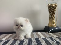 Son 2 adet iran kedisi yavrusu