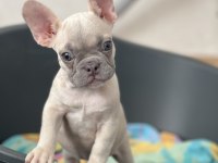 Exotic french bulldog renk yavrum