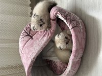 Scottish fold bluepoint ile iran kedisi yavrusu