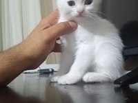 3 Aylık British Shorthair Yavrularımız Yuvasını Arıyor