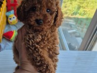 BABYFACE RED BROWN DİŞİ POODLE YAVRUM