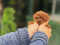 Şecereli Kore Teacup Toy Poodle