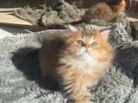 Safkan golden british longhair