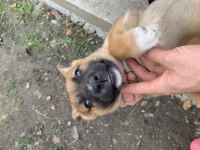 Belçika Malinois 55 Günlük 3 Yavru