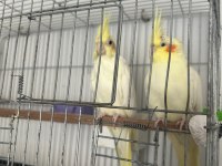 Sultan papağanı lutino hazır takim