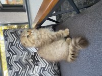 3 Aylık Dişi Scottish Fold