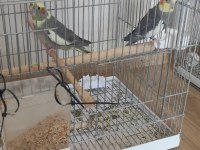 İki Çift Sultan Papağanı