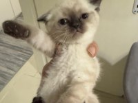 Dört adet scottish fold erkek dişi