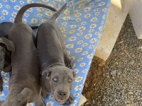 Cane corso blue bebekler