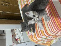 British shorthair yavrular 2 erkek bir dişi