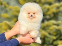Ayı surat pomeranian
